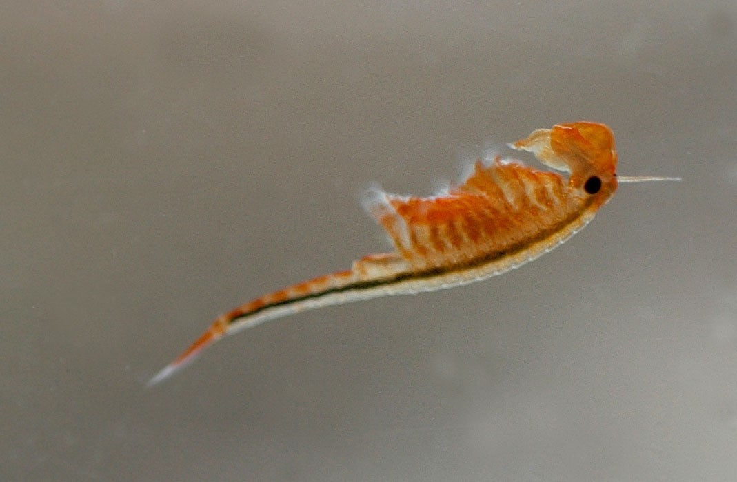 Forårsfereje er en urgammel art. Den bliver 2-3 cm lang.