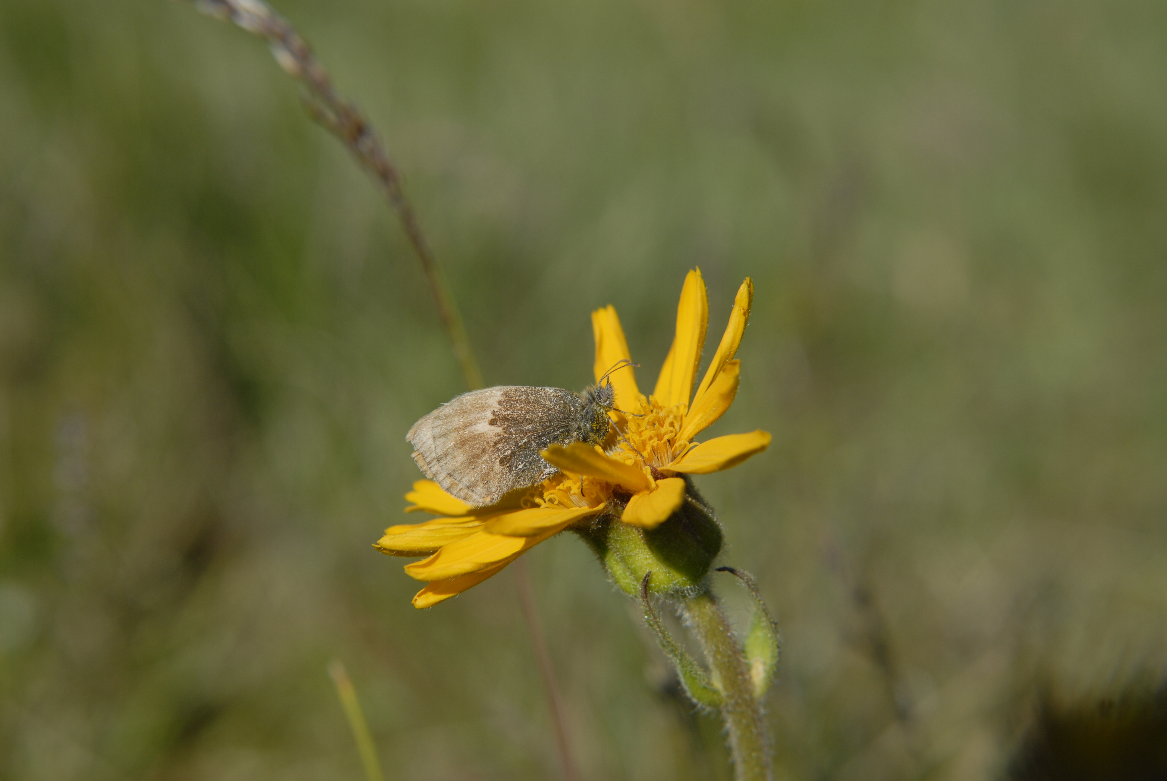 Guldblomme - en sjælden plante, som på Fyn kun vokser i Rødme Svinehaver