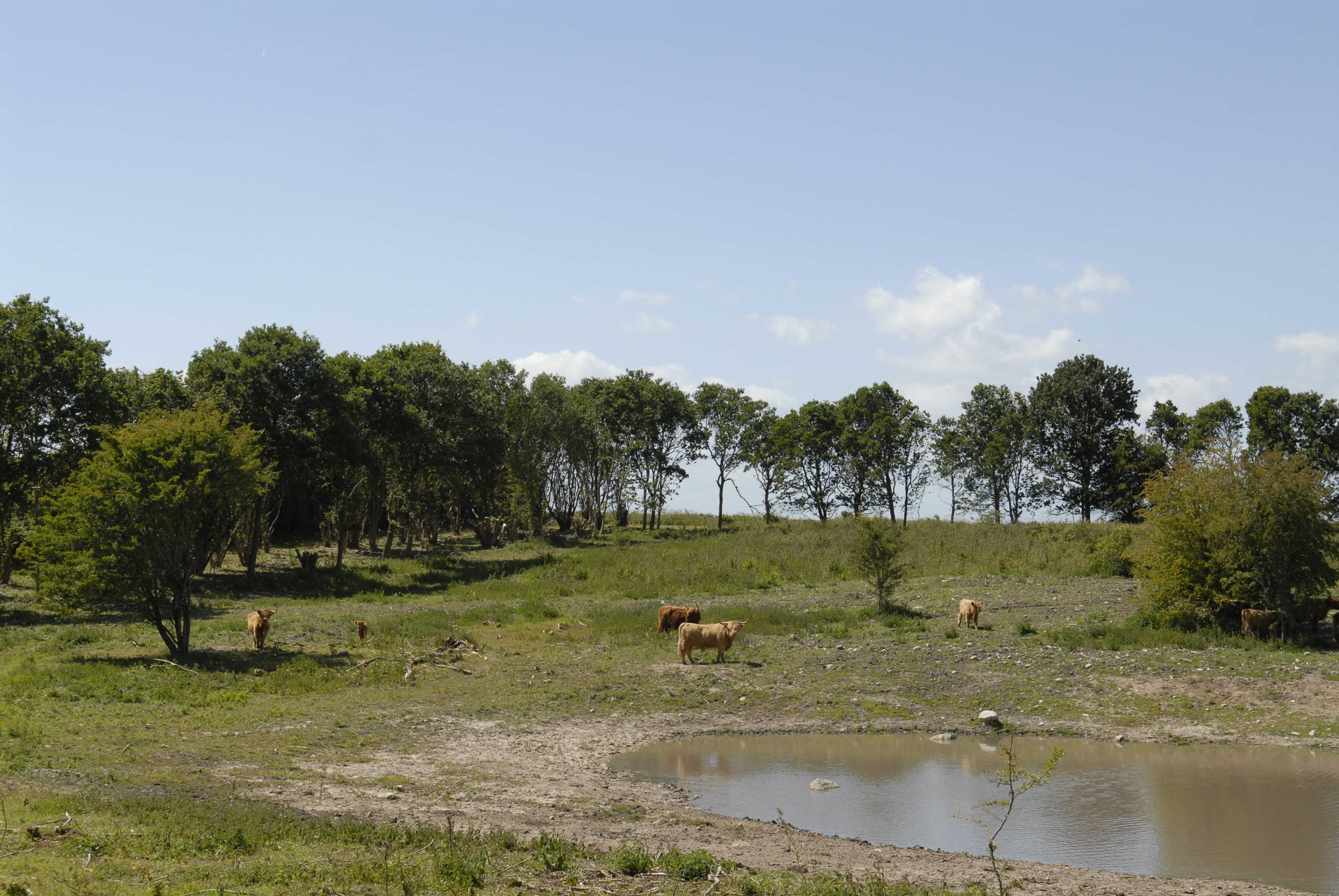 Køer på Cassanova Bakkerne - naturpleje.