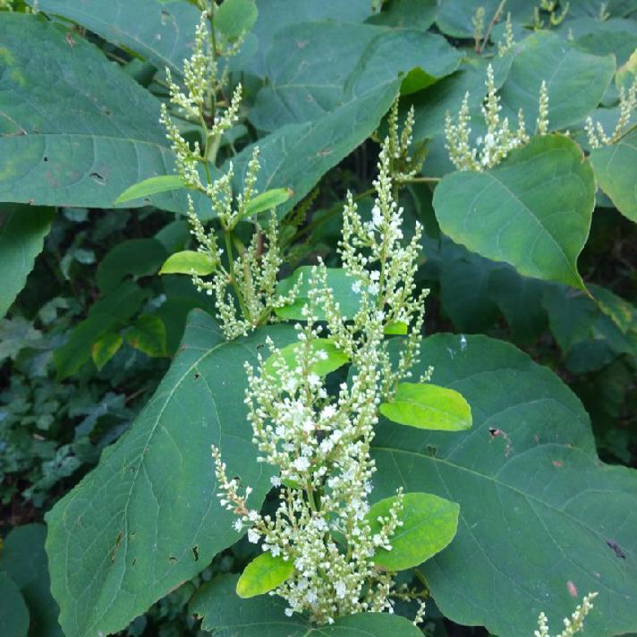 Kæmpepileurt i blomst med små hvide blomster
