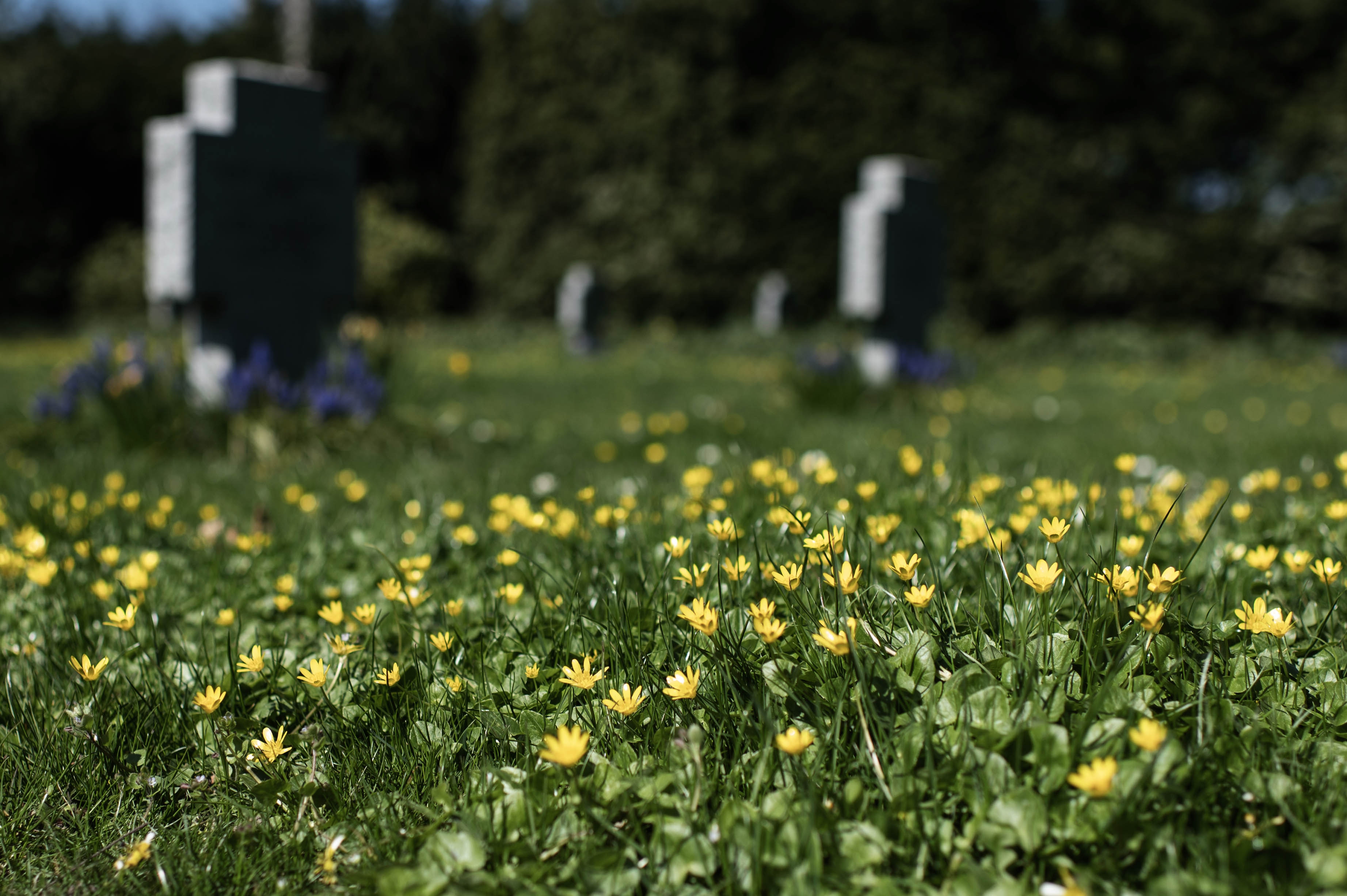 På Fredens Kirkegård i Svendborg får vorteroden lov til at blomstre i græsset.