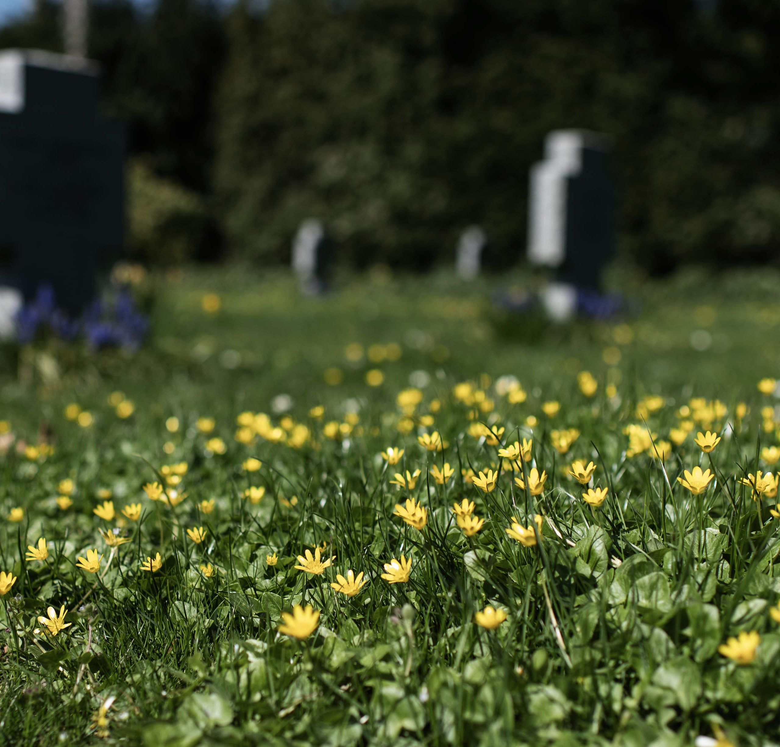 På Fredens Kirkegård i Svendborg får vorteroden lov til at blomstre i græsset.