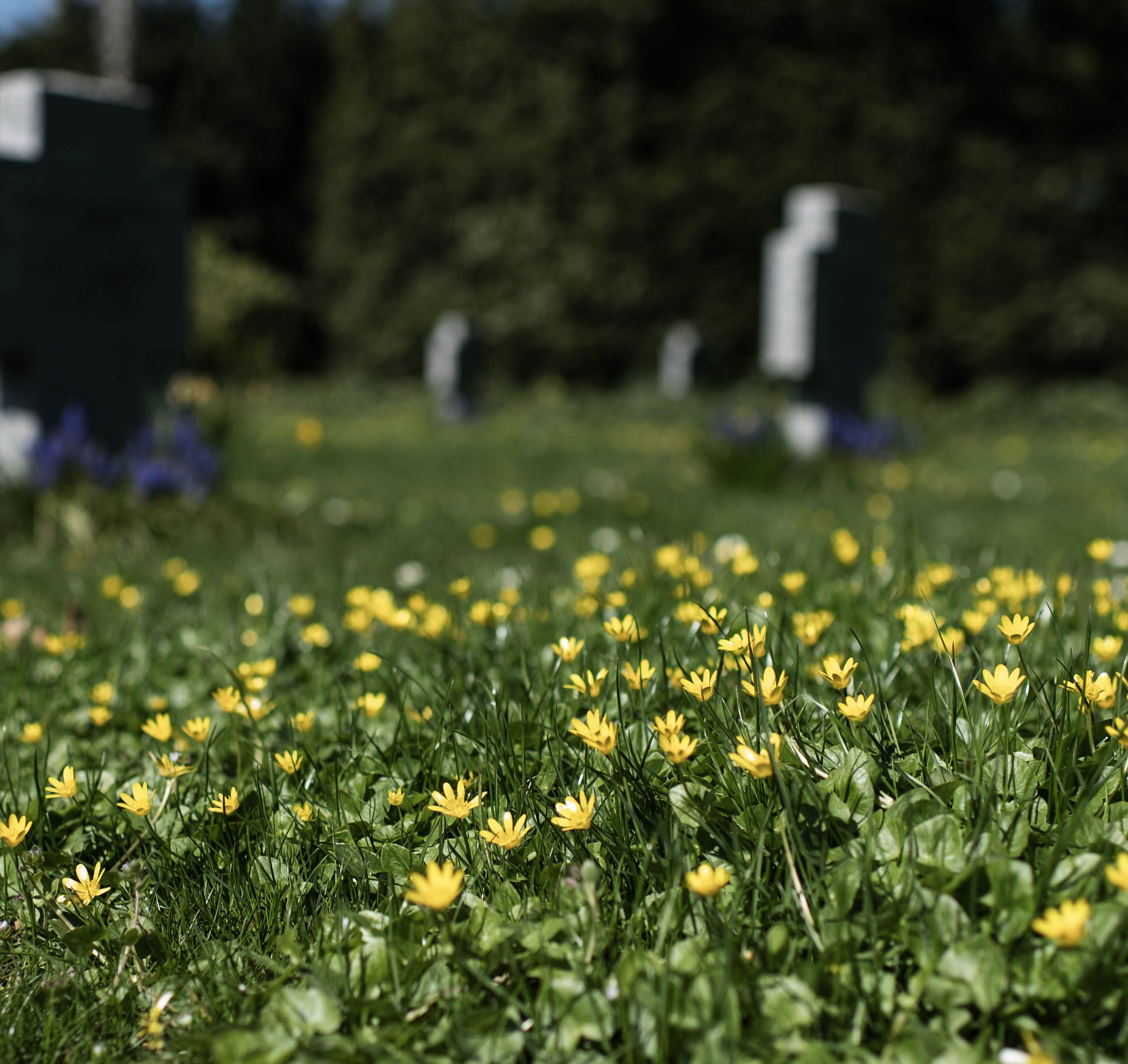 På Fredens Kirkegård i Svendborg får vorteroden lov til at blomstre i græsset.