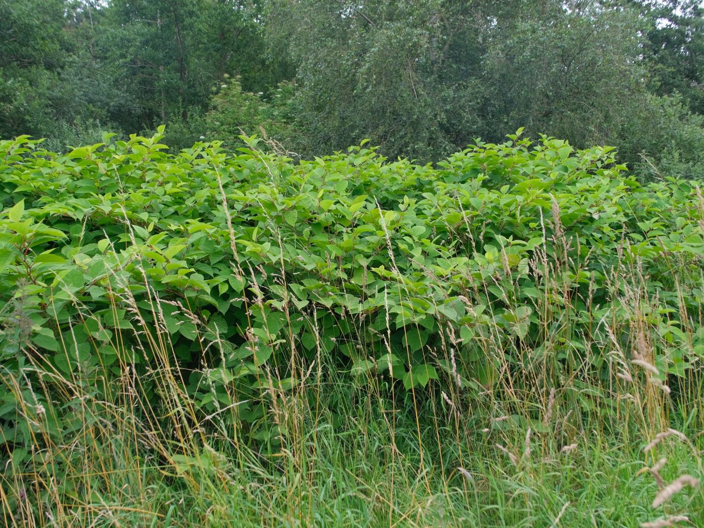 Stor og tæt bestand af pileurt