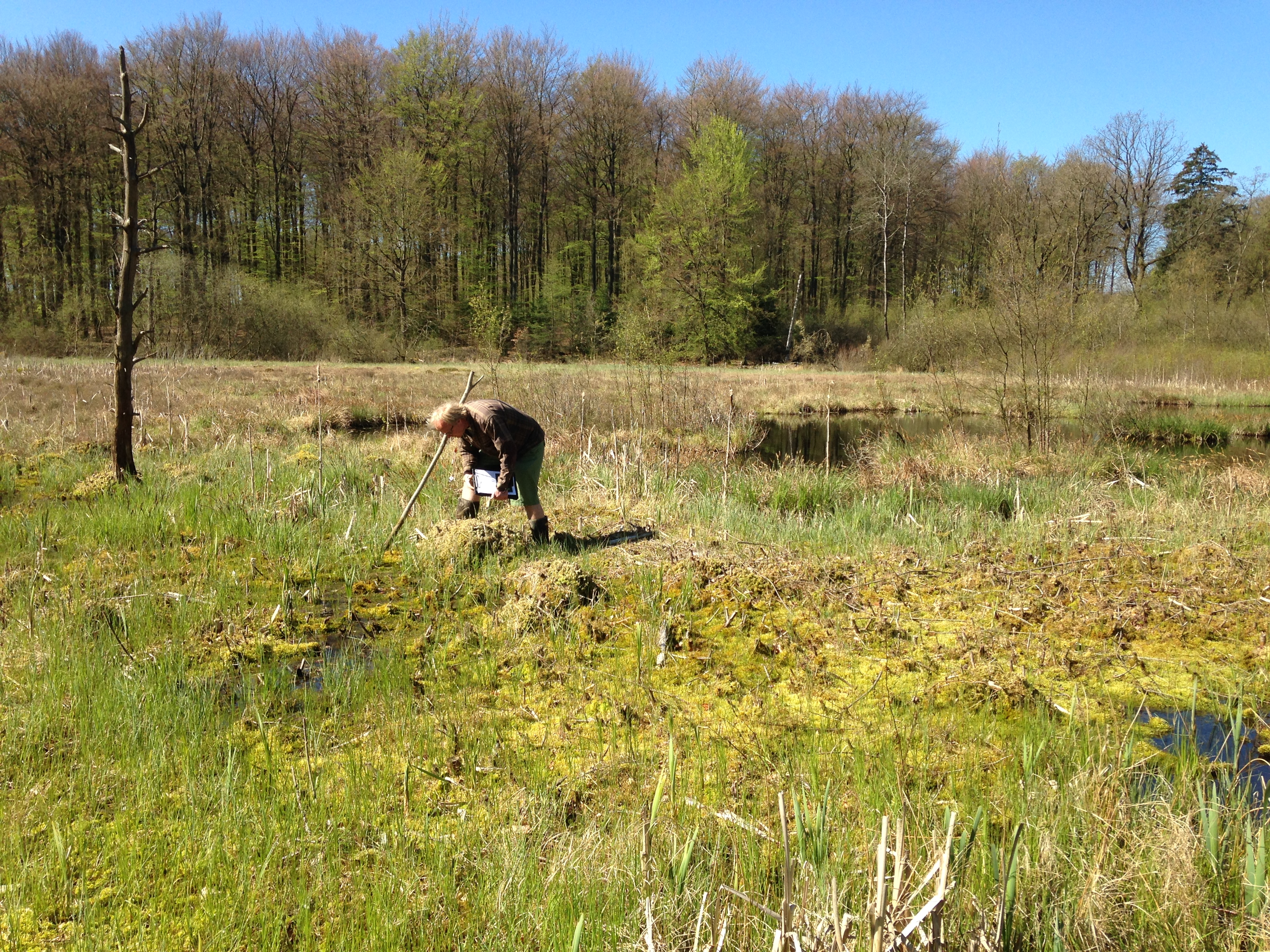 Skovholm Mose er en hængesæk, der er dannet af spagnummosser. Her lever flere af vores mest sjældne arter