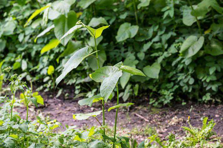 Små skud af kæmpepileurt