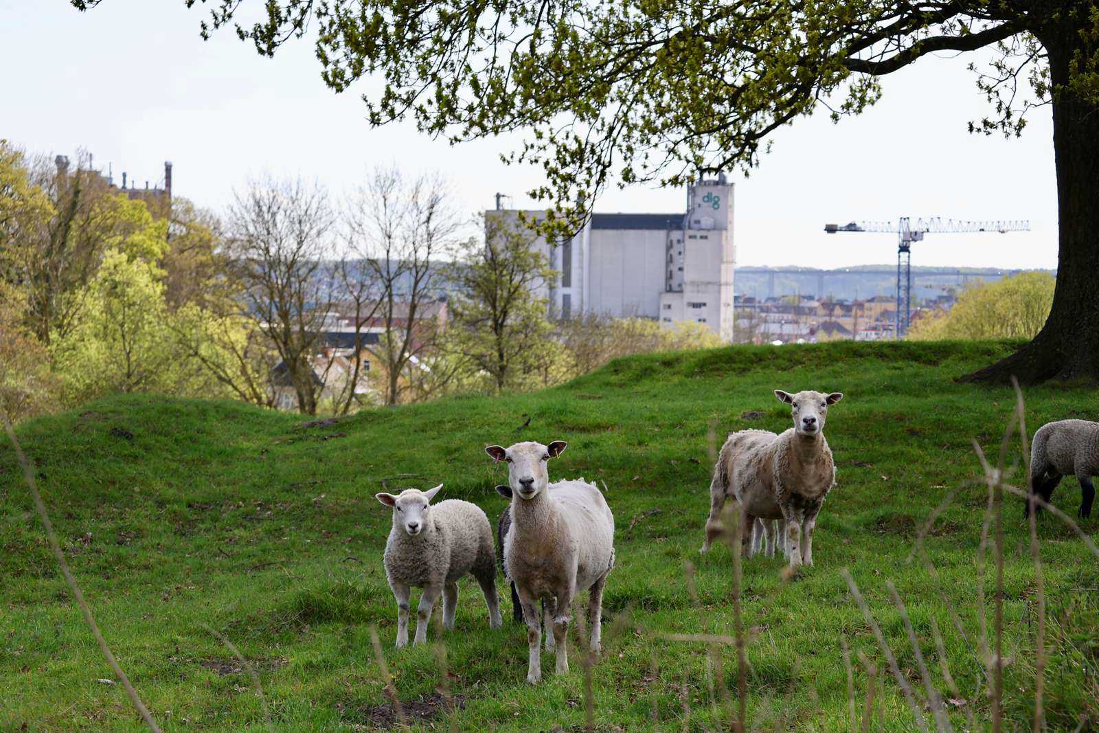 Får, der græsser som naturpleje på Ørkild Voldsted, med Østre Kaj og DLG-siloen i baggrunden.