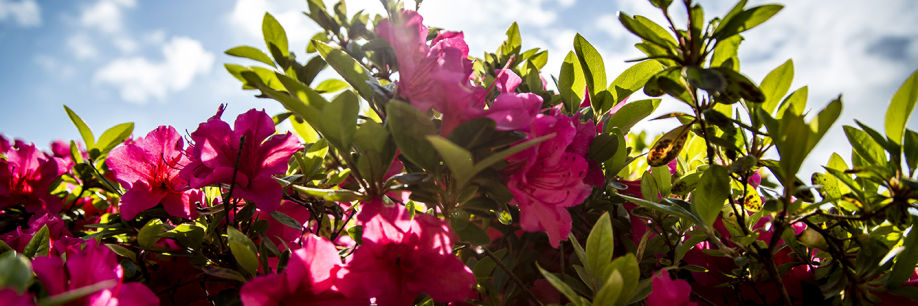 Rhododendron Taasinge Plejecenter