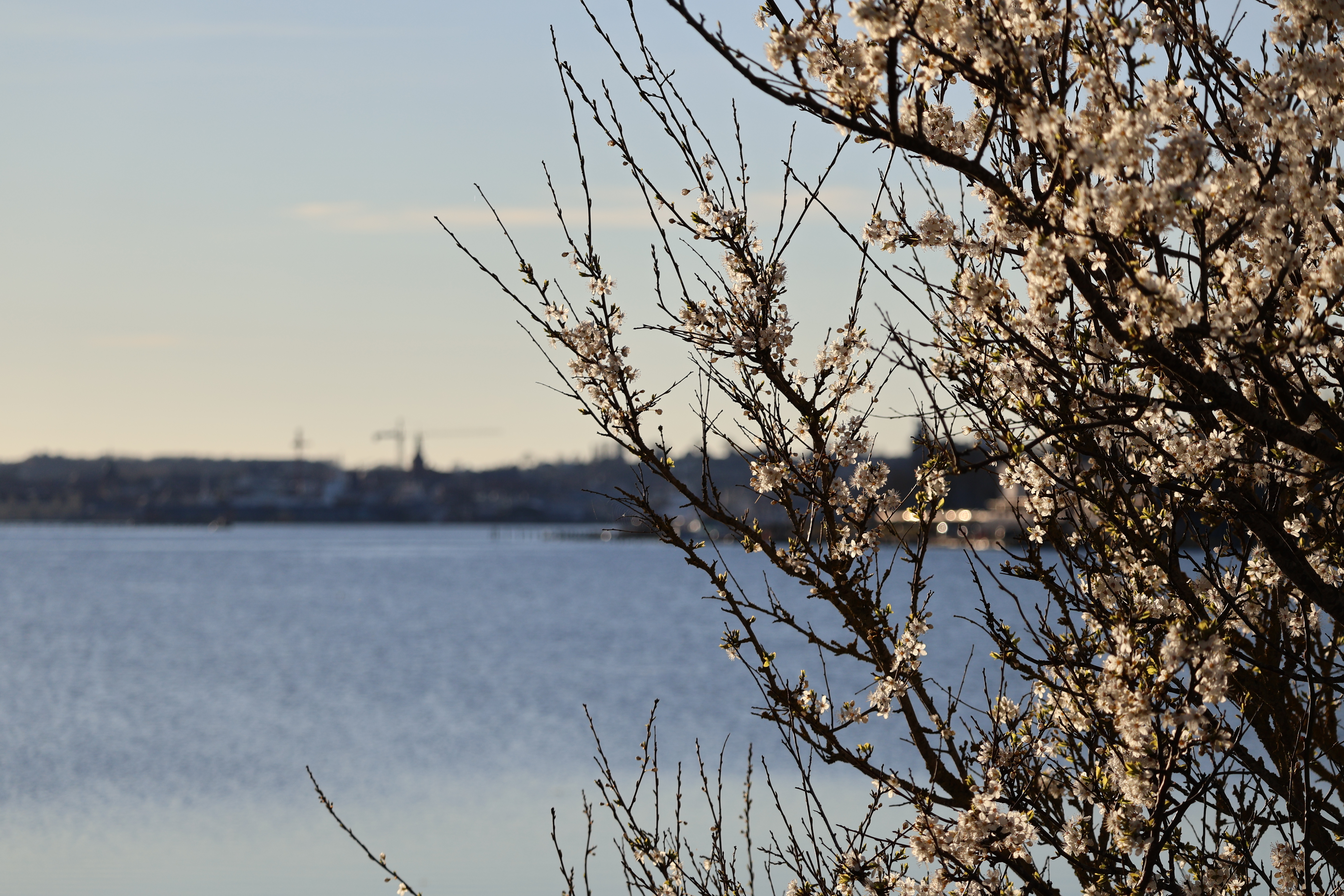 Mirabelle i blomst på Thurødæmningen
