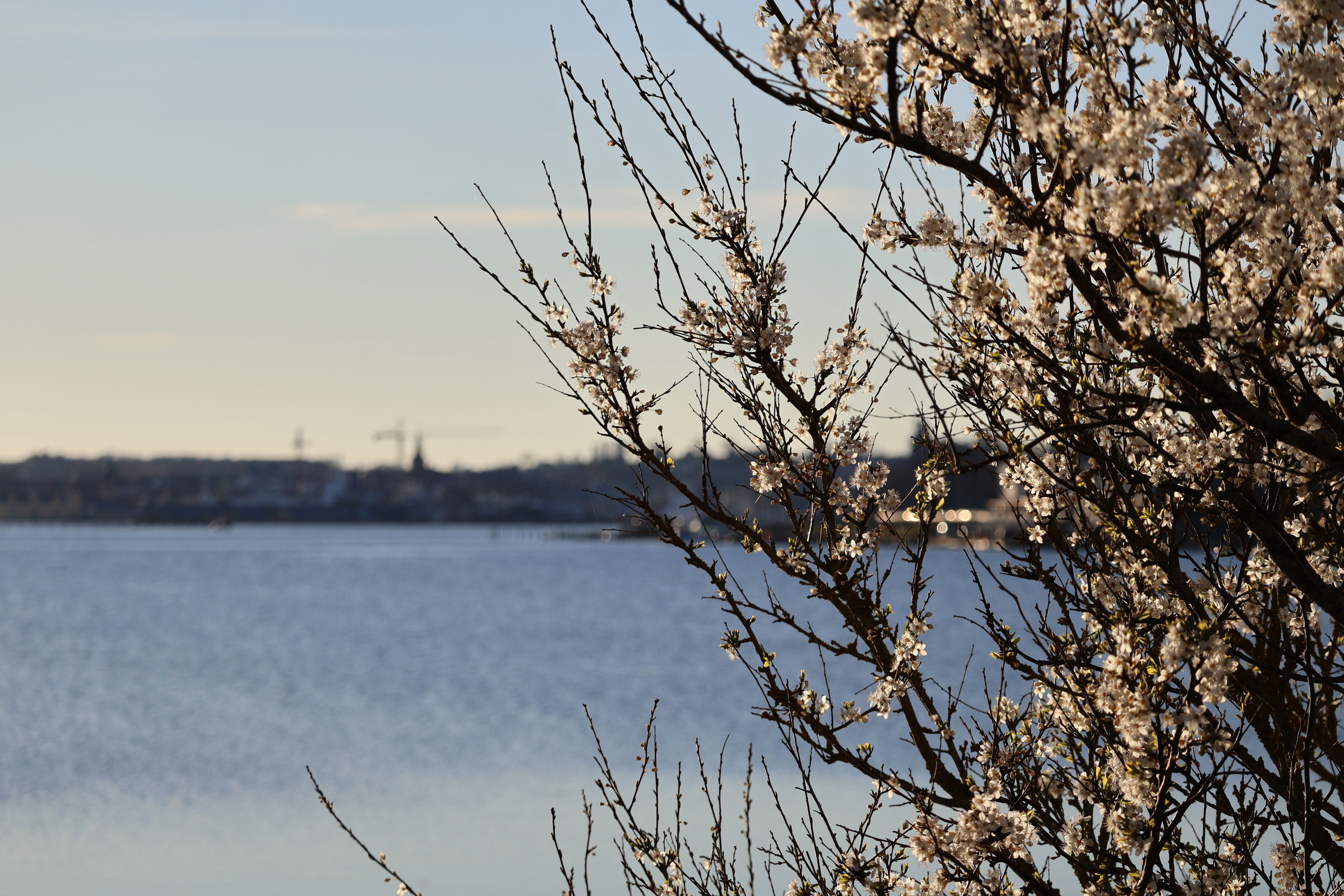 Mirabelle i blomst på Thurødæmningen