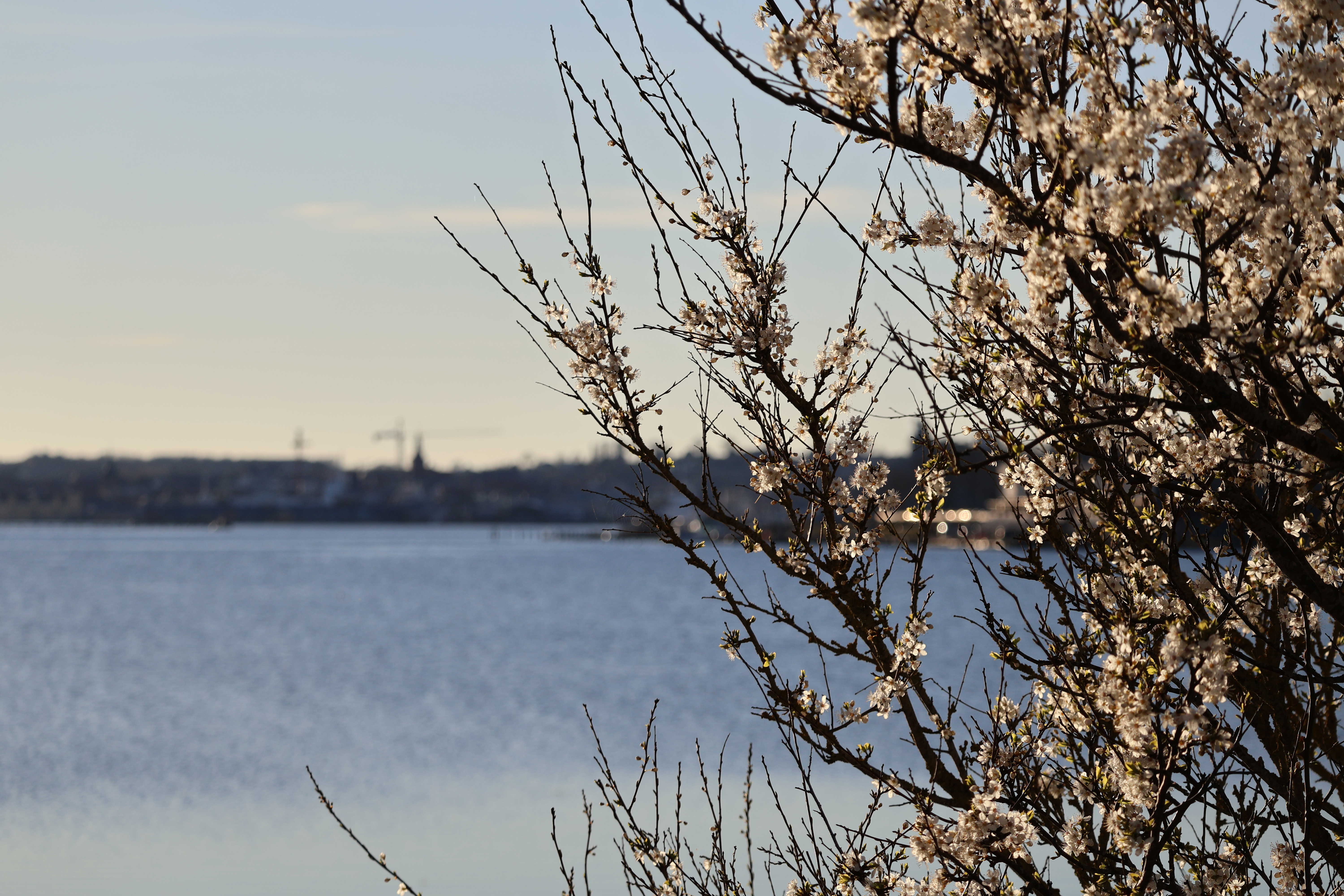 Mirabelle i blomst på Thurødæmningen