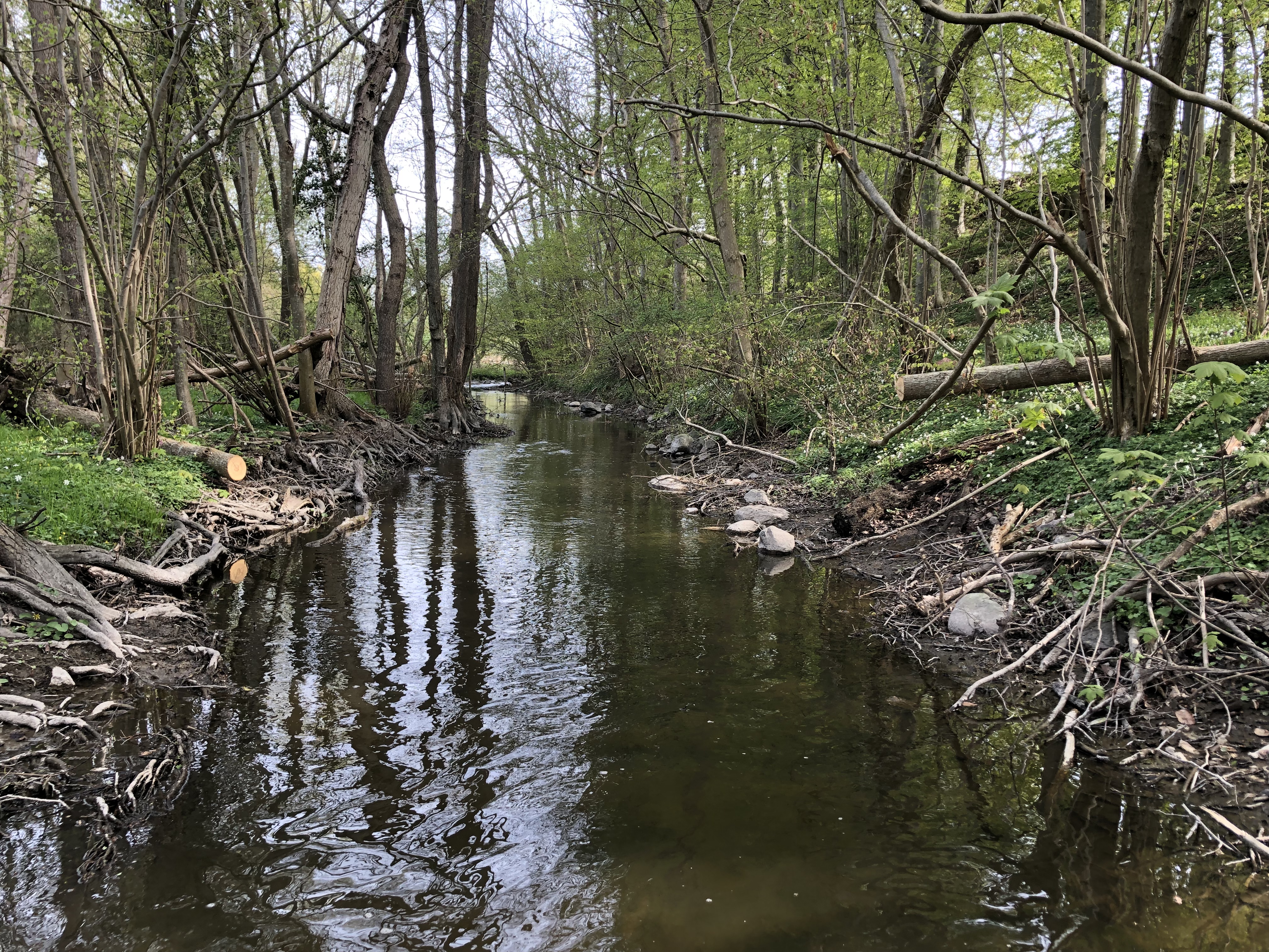 En del af projektstrækningen, som løber gennem skov med unge træer på begge sider