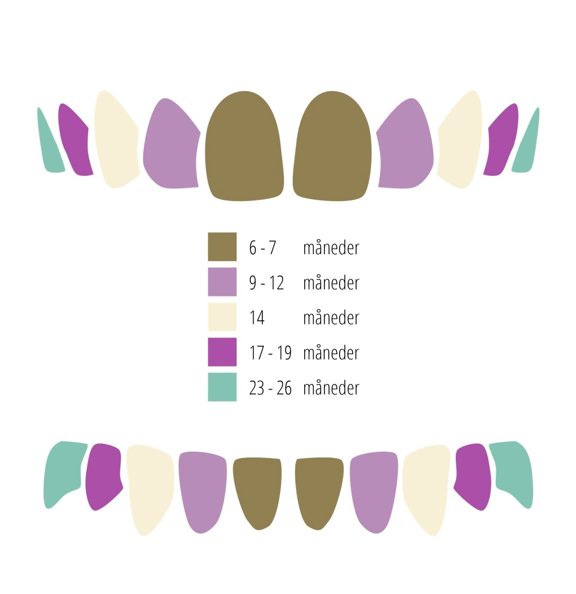 Oversig over mælketænders frembrud