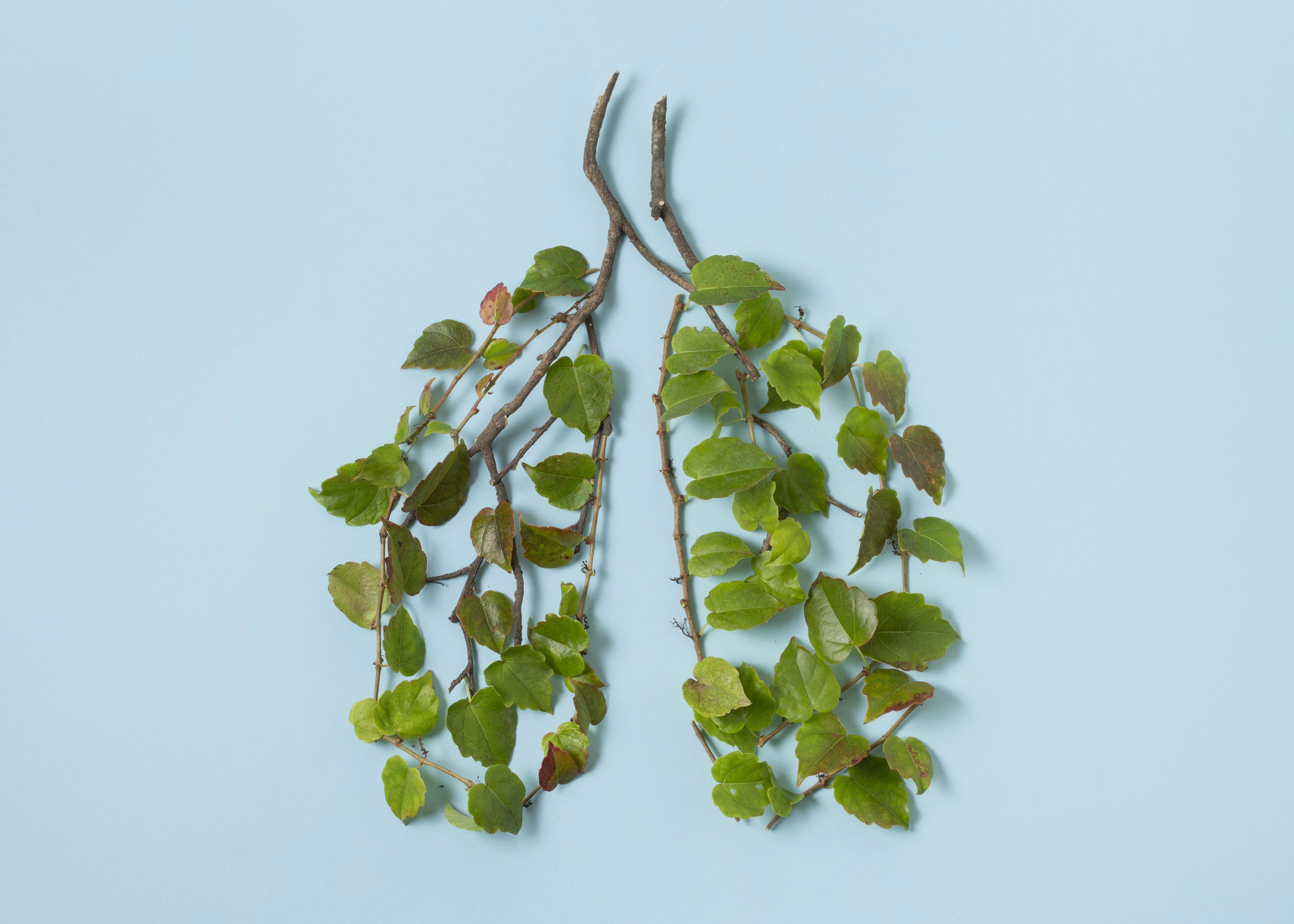 To grene med grønne blade på - formet som lunger