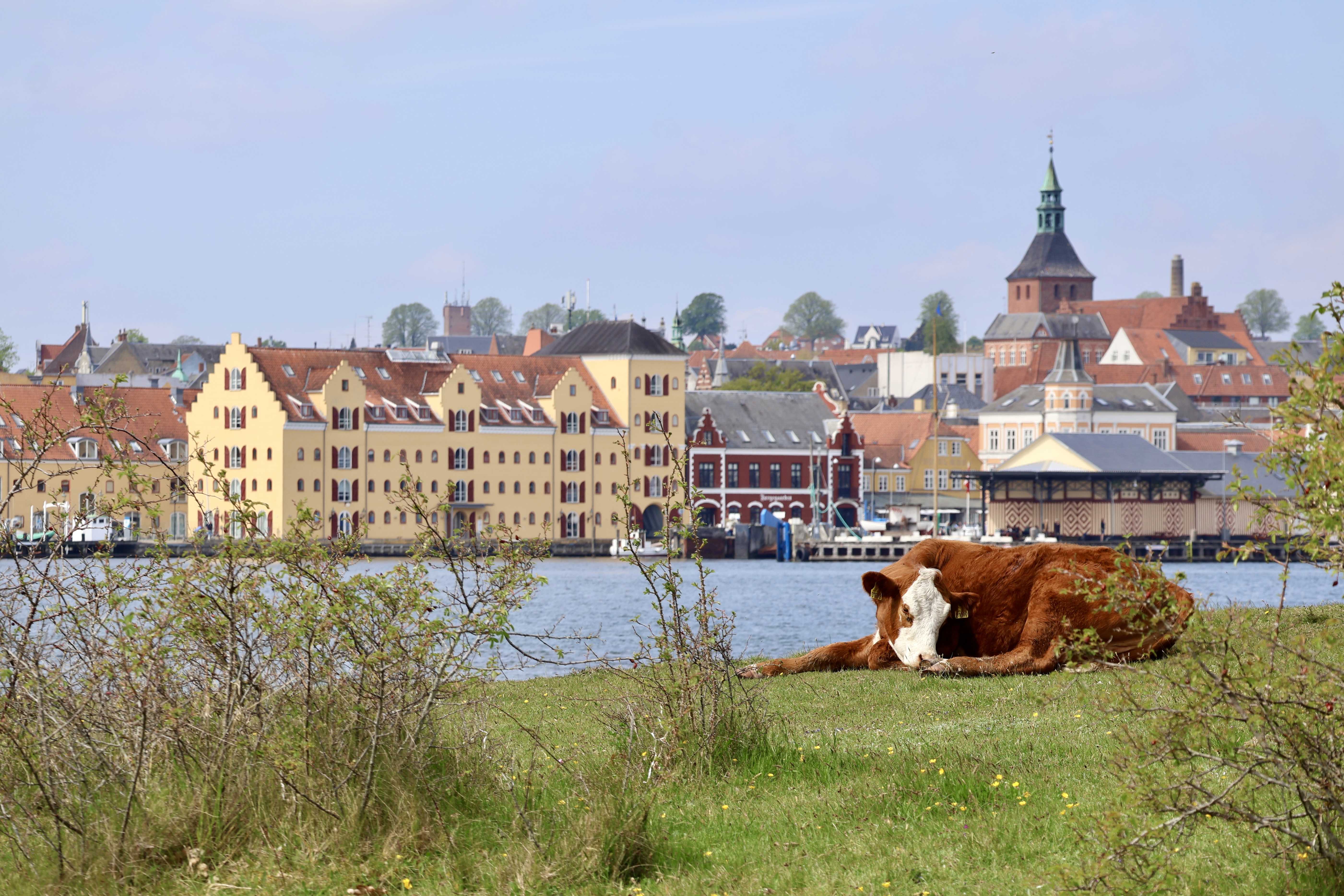Ko, der hviler sig på Skansen - med udsigt til Svendborg.