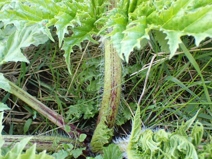 Stilken på kæmpebjørneklo