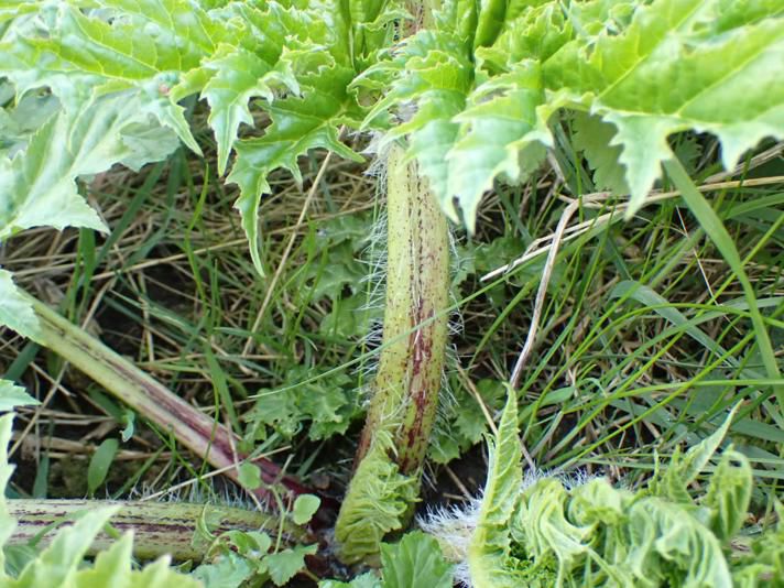 Stilken på kæmpebjørneklo