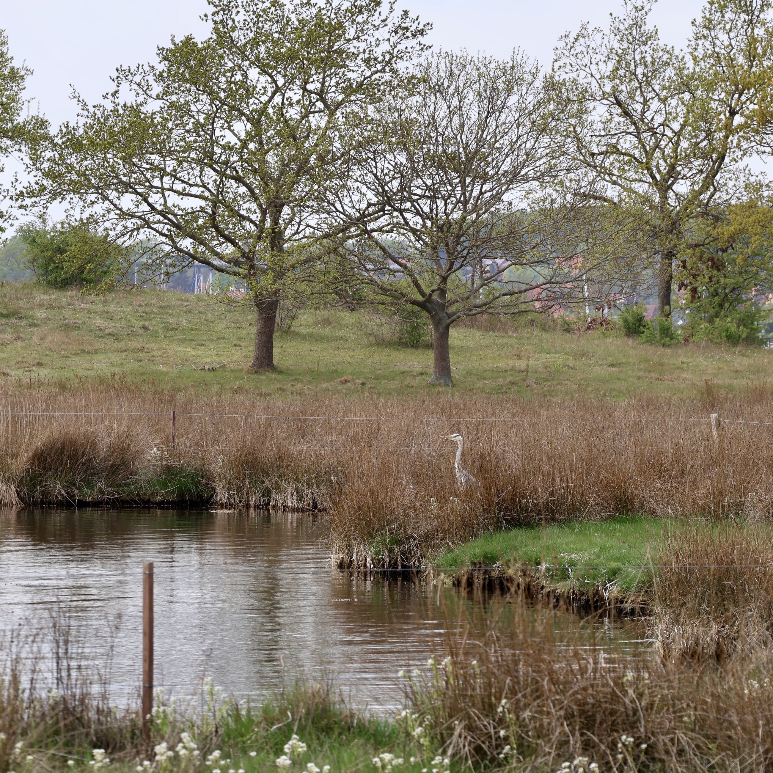 Der er rig mulighed for at spotte fugle i området.