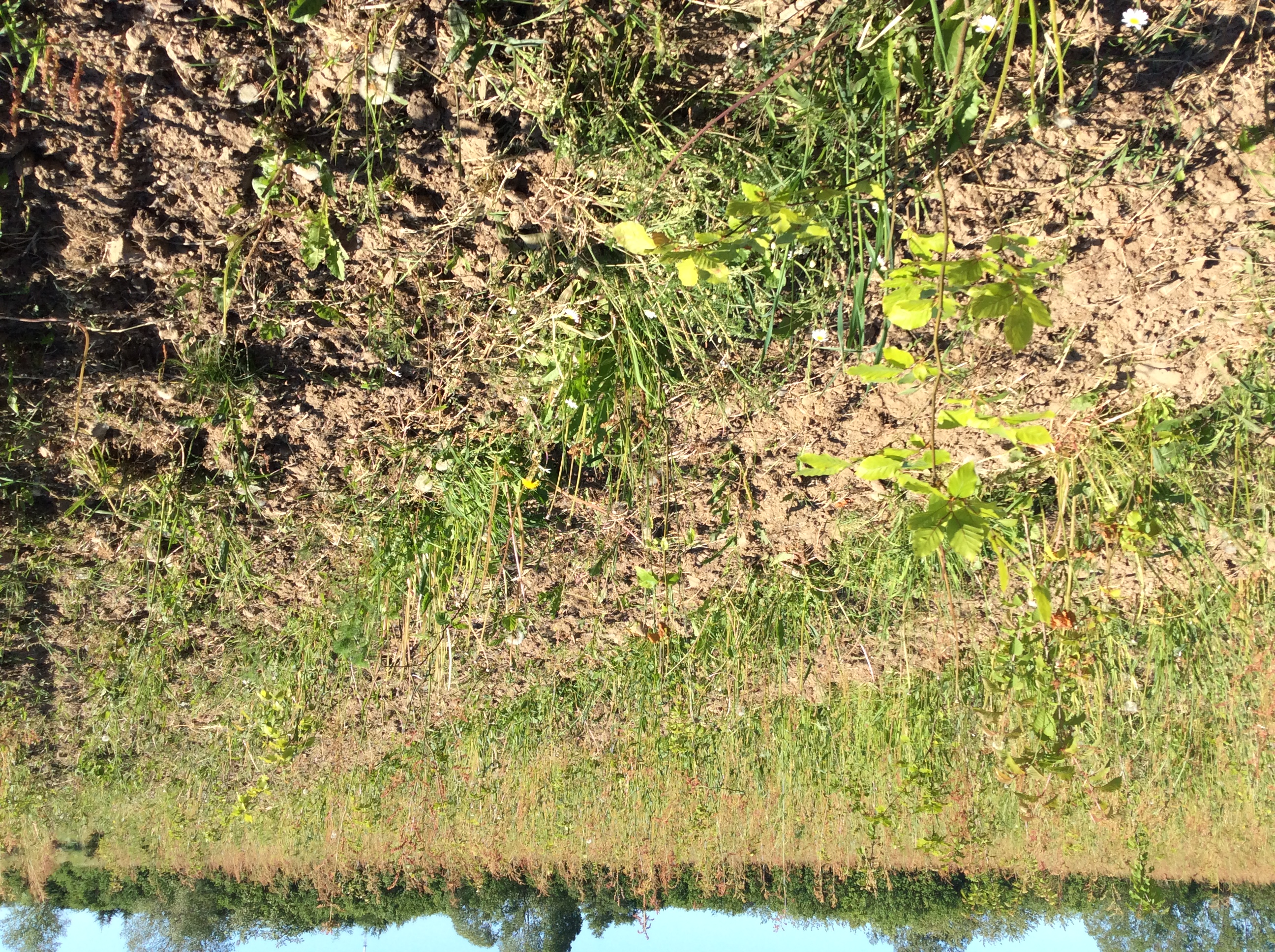 Nyplantet skov på mark. I forgrunden et lille nyudsprunget bøgetræ