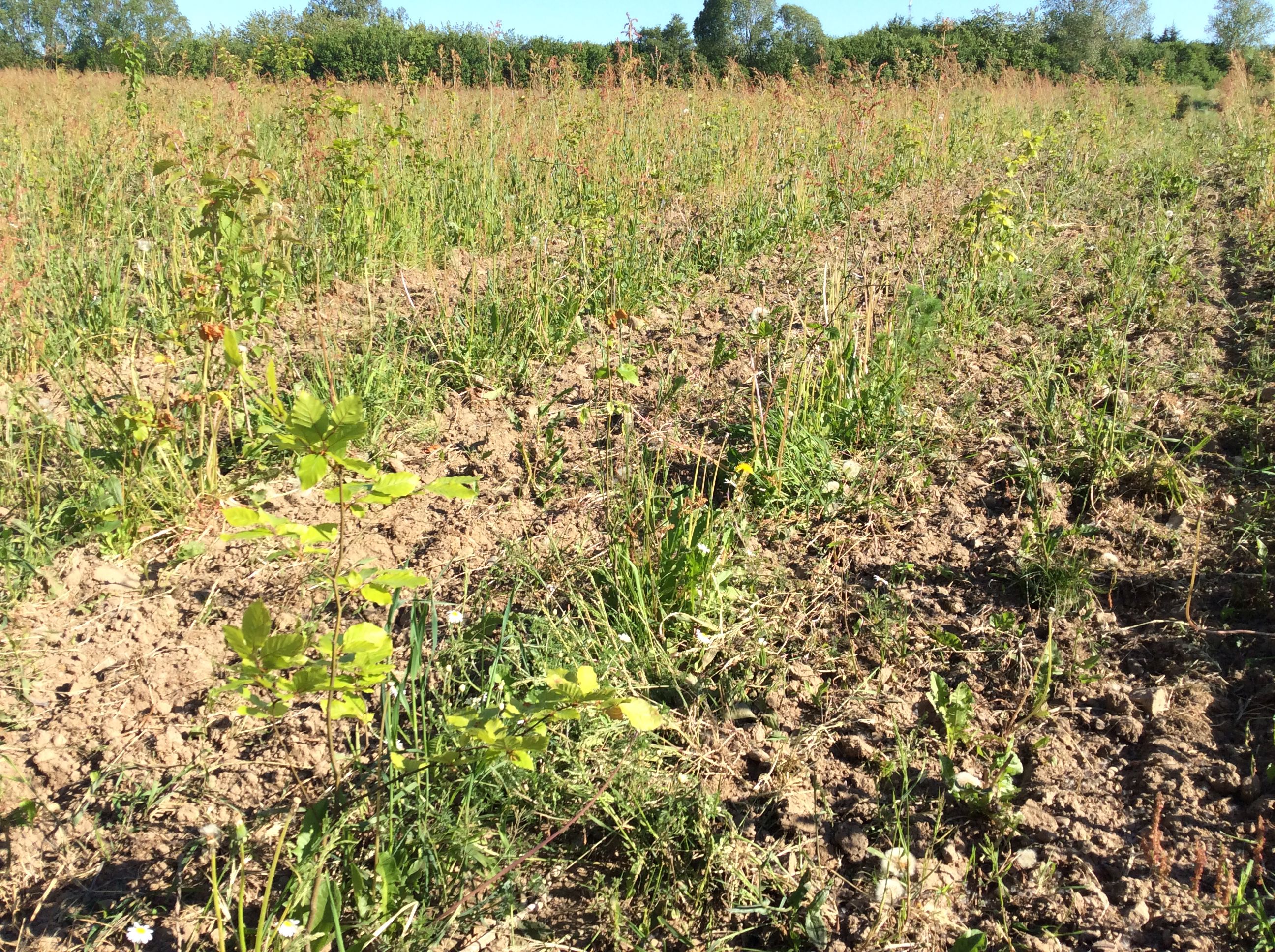 Nyplantet skov på mark. I forgrunden et lille nyudsprunget bøgetræ