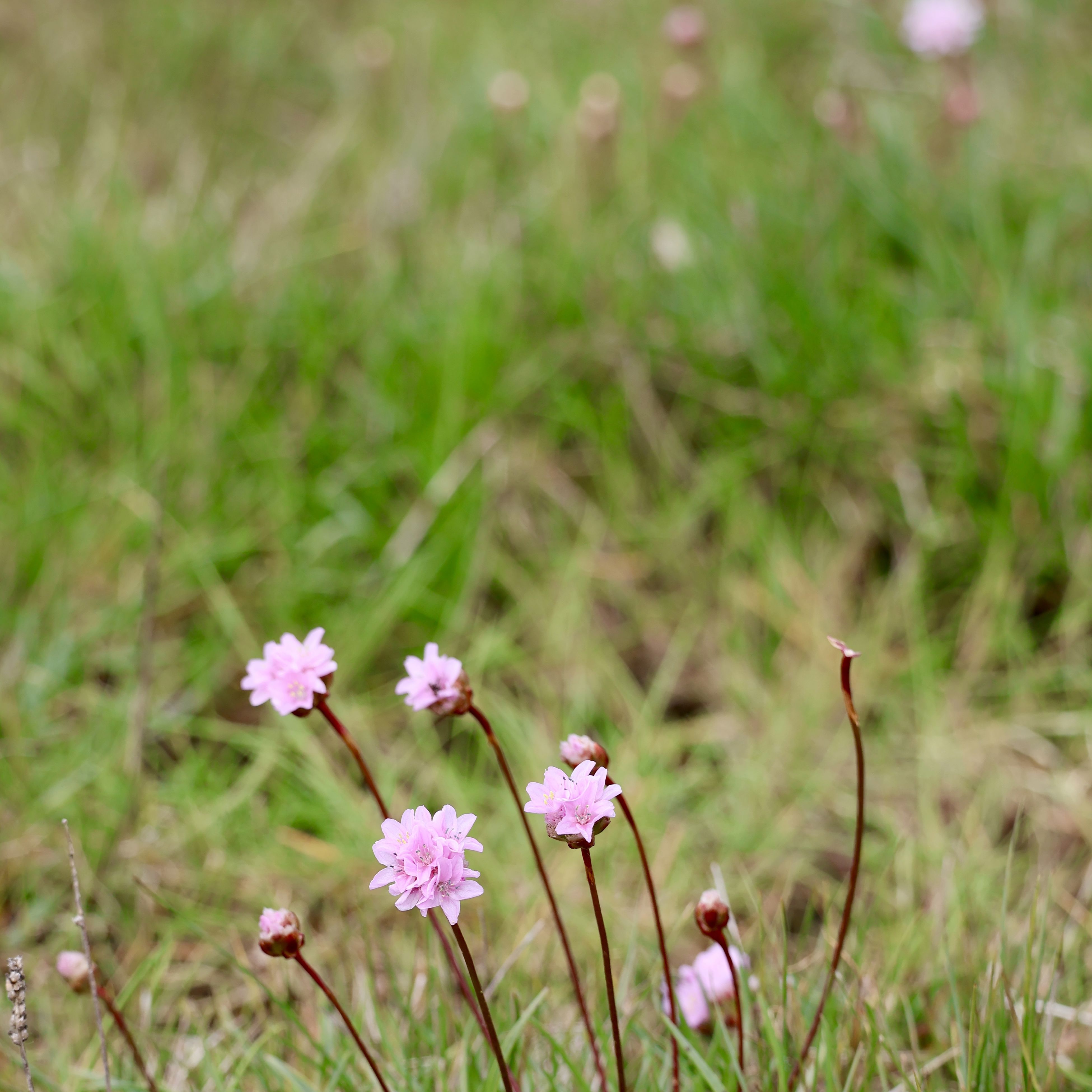 Engelskgræsset står som et lyserødt bælte på strandoverdrevet mellem den fugtige og salte strandeng og det tørre overdrev.