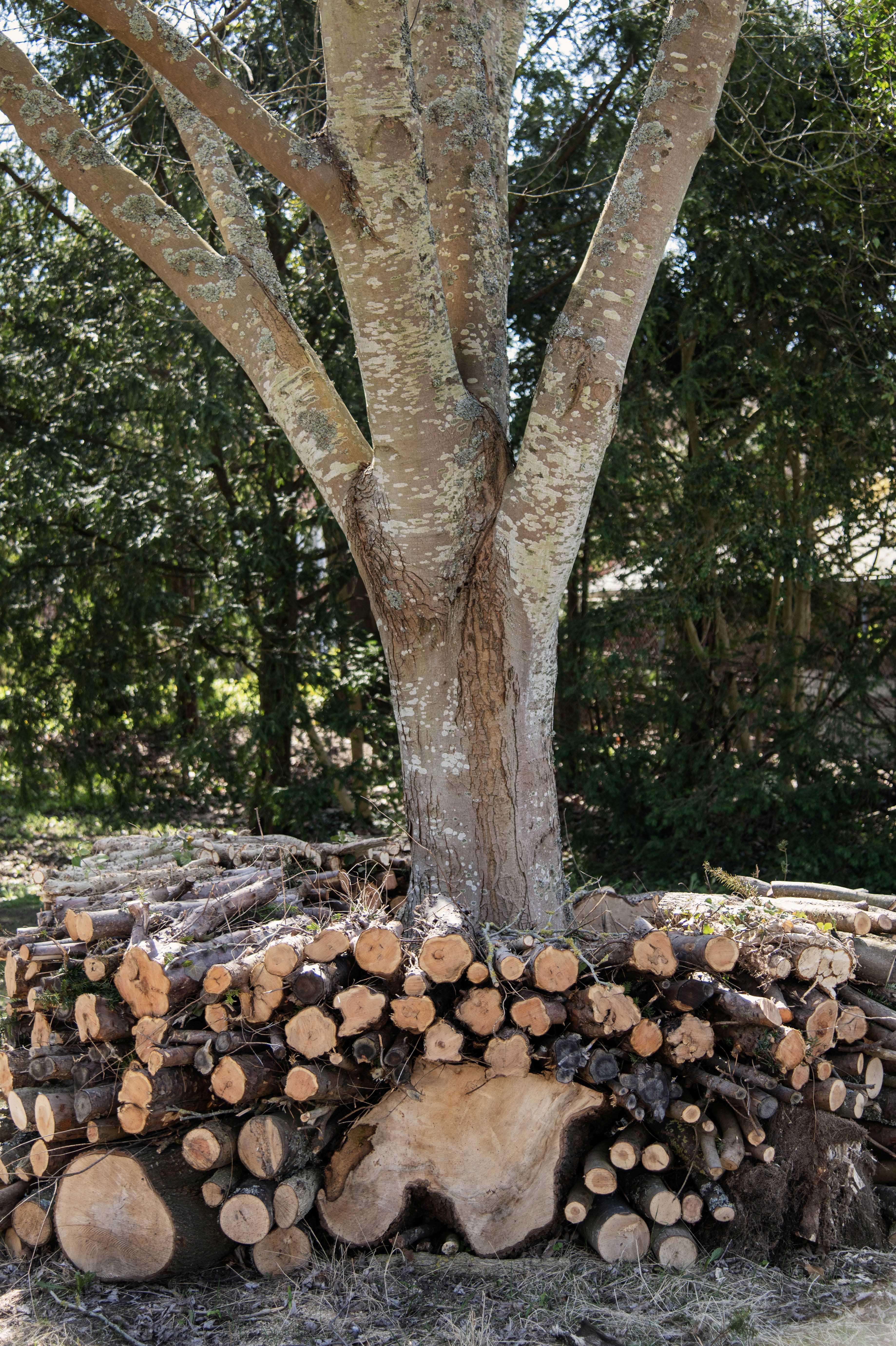 Kvasbunke af grene samlet i en ring rundt om et træ giver ly og læ for insekter
