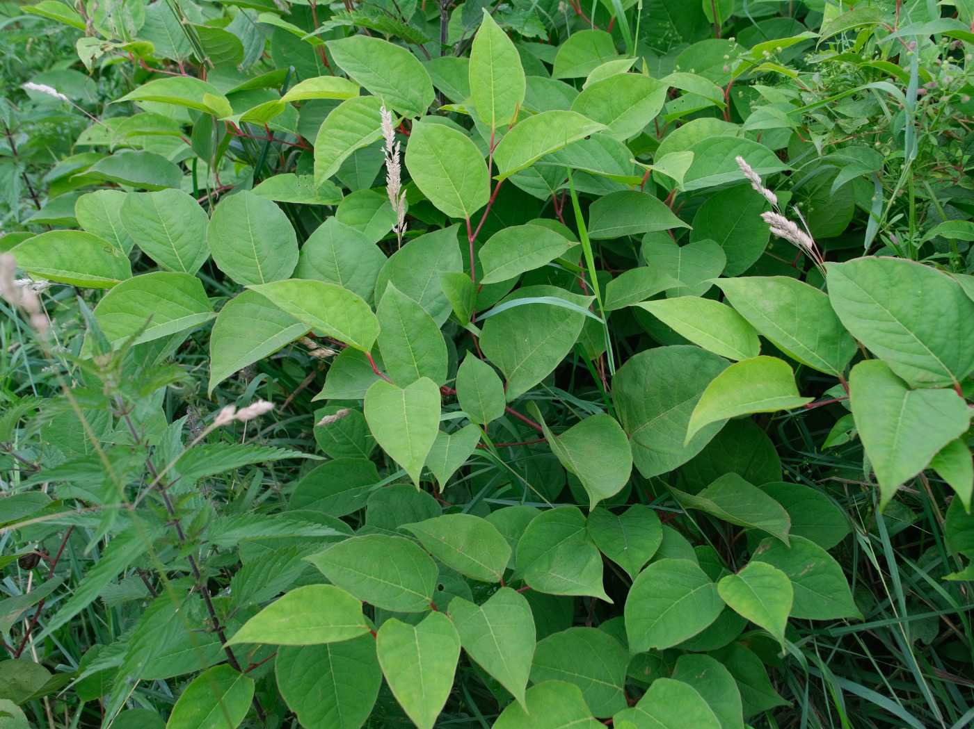 Pileurt kan danne tætte bestande, hvor den gør det umuligt for andre planter at trives