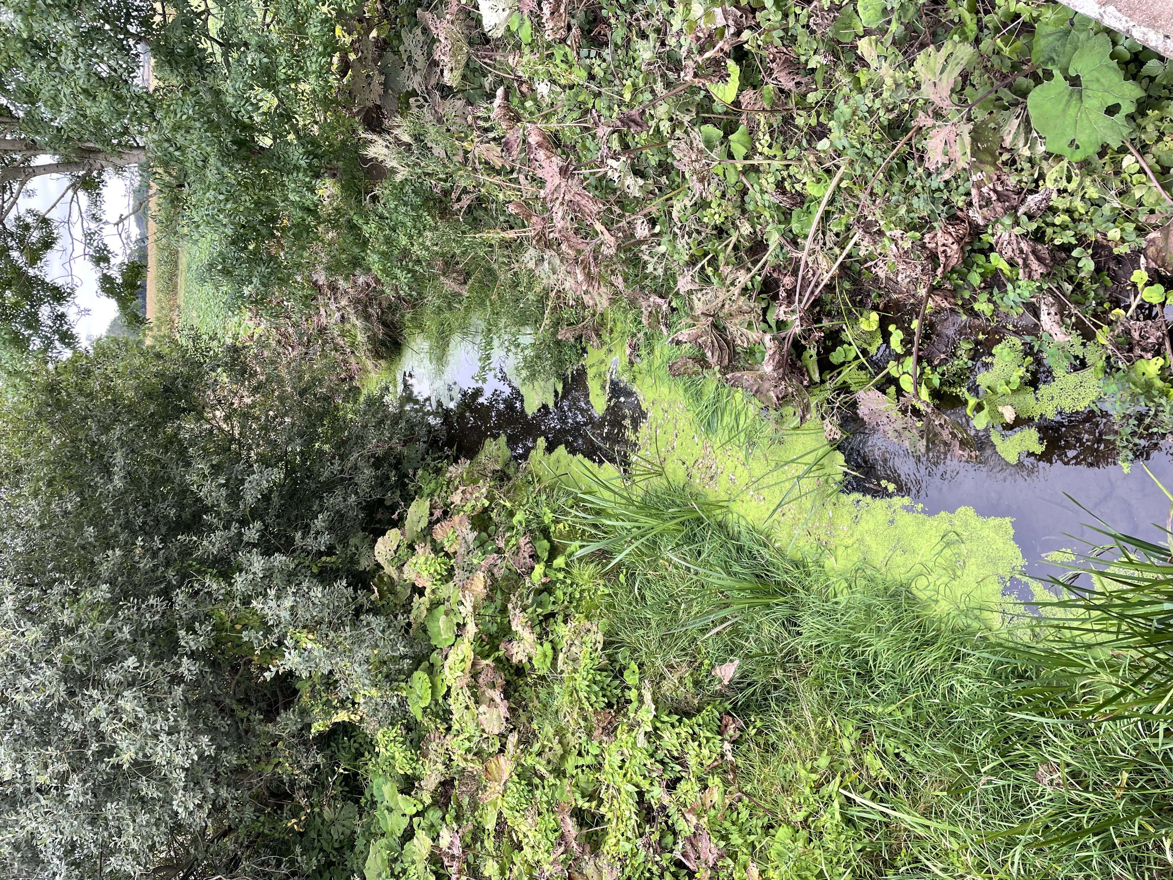 En del af projektstrækningen Hørup Å, hvor åen er smal og med blandet vegetation inklusiv Hestehov på begge sider