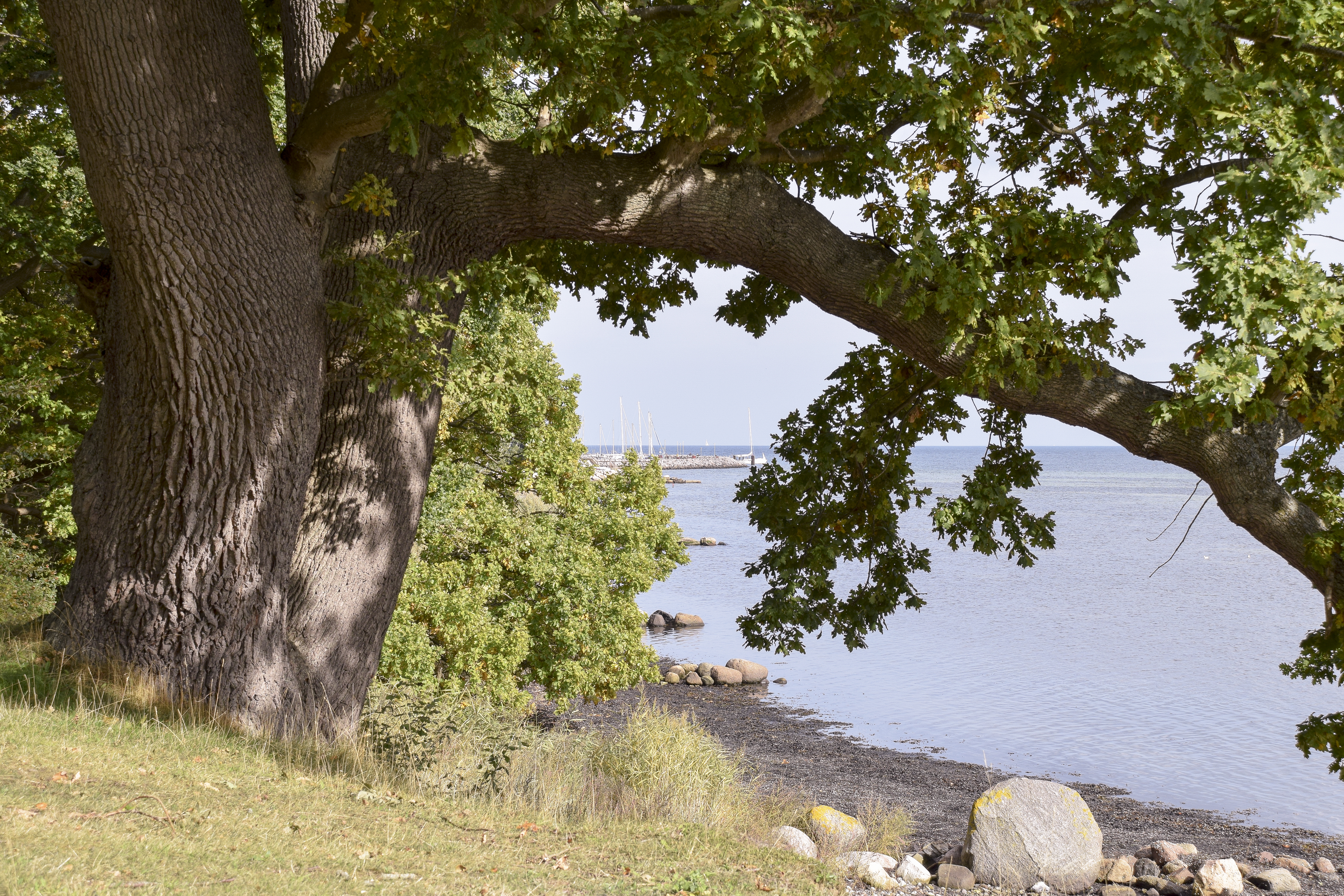 Stort træ ud til vandet med kig til lystbåde