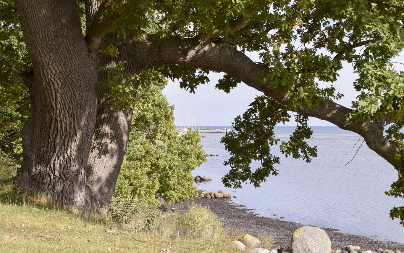 Stort træ ud til vandet med kig til lystbåde