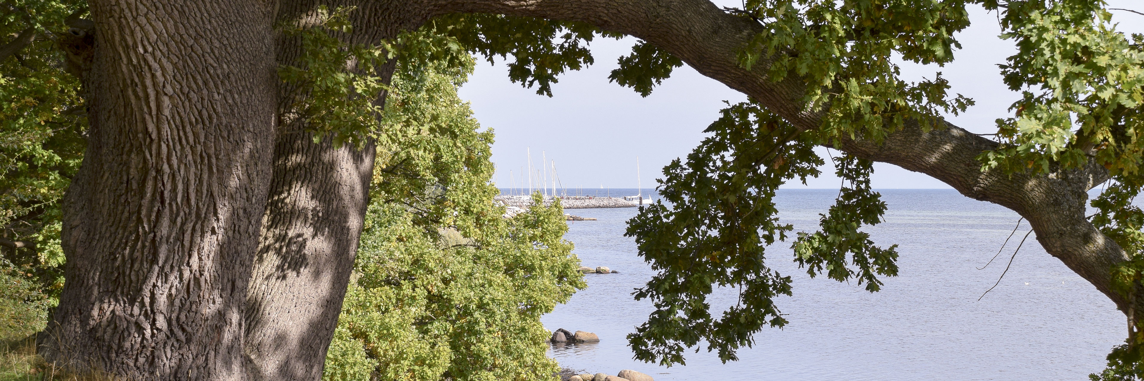 Stort træ ud til vandet med kig til lystbåde