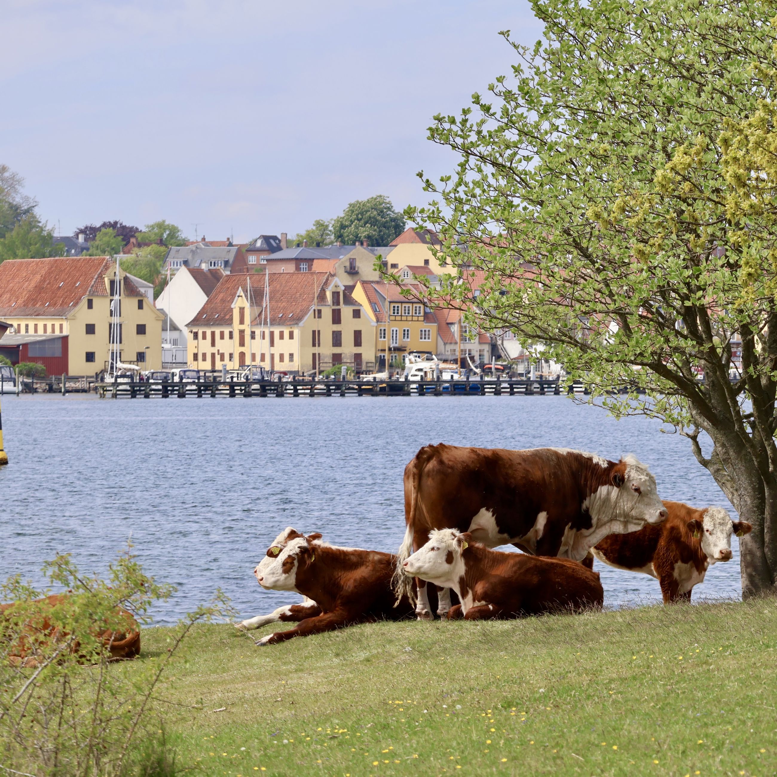 Græssende køer er ikke kun hyggelige; de udfører også en vigtig opgave, når de holder beplantningen nede.