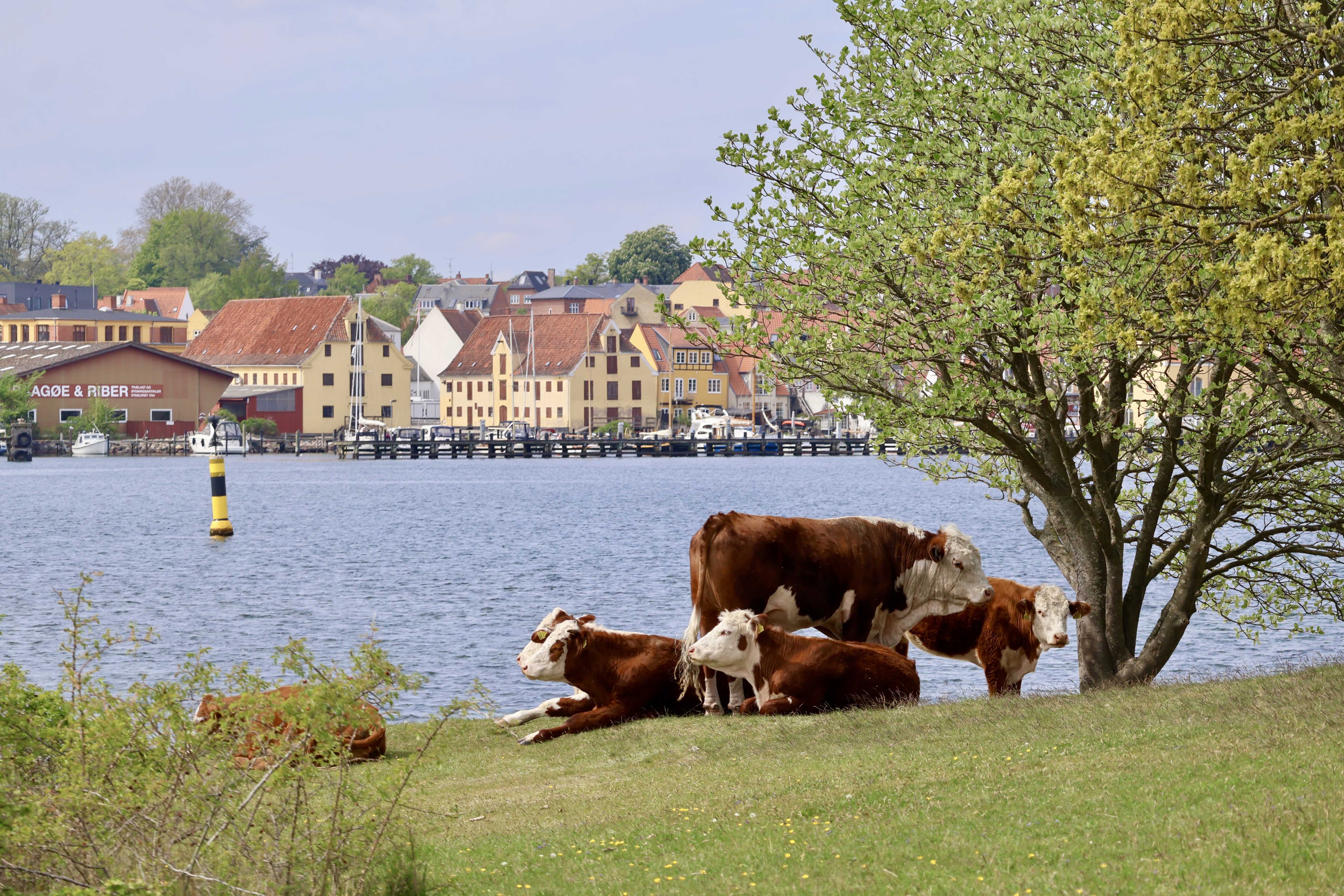 Græssende køer er ikke kun hyggelige; de udfører også en vigtig opgave, når de holder beplantningen nede.